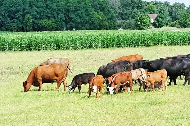Macrolide Antibiotics in Veterinary Practice