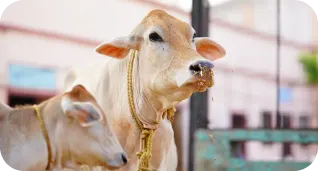 Zenex animal health team delivering field care to cattle