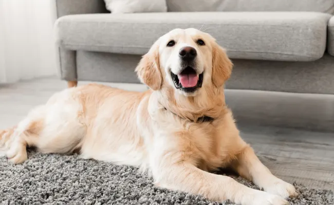 Zenex companion care products for dogs
