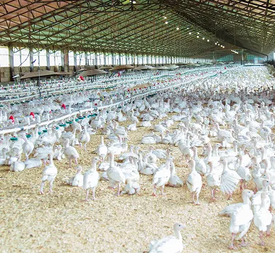 Transforming Poultry Care with Probiotic Breakthroughs