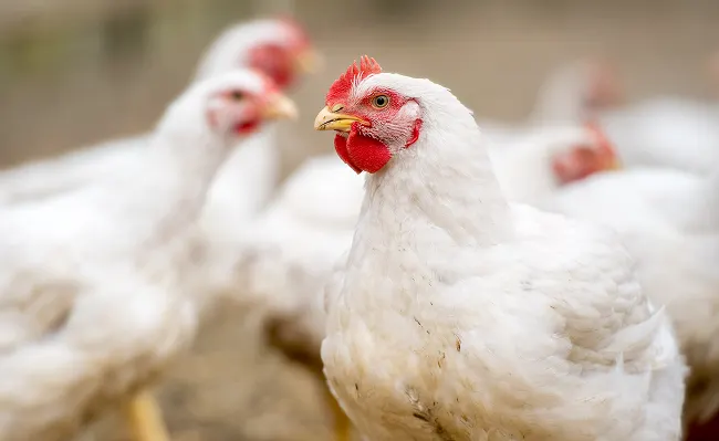 Poultry health management through Zenex solutions