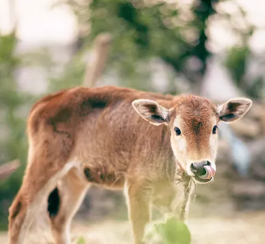 Revolutionizing Care in Livestock