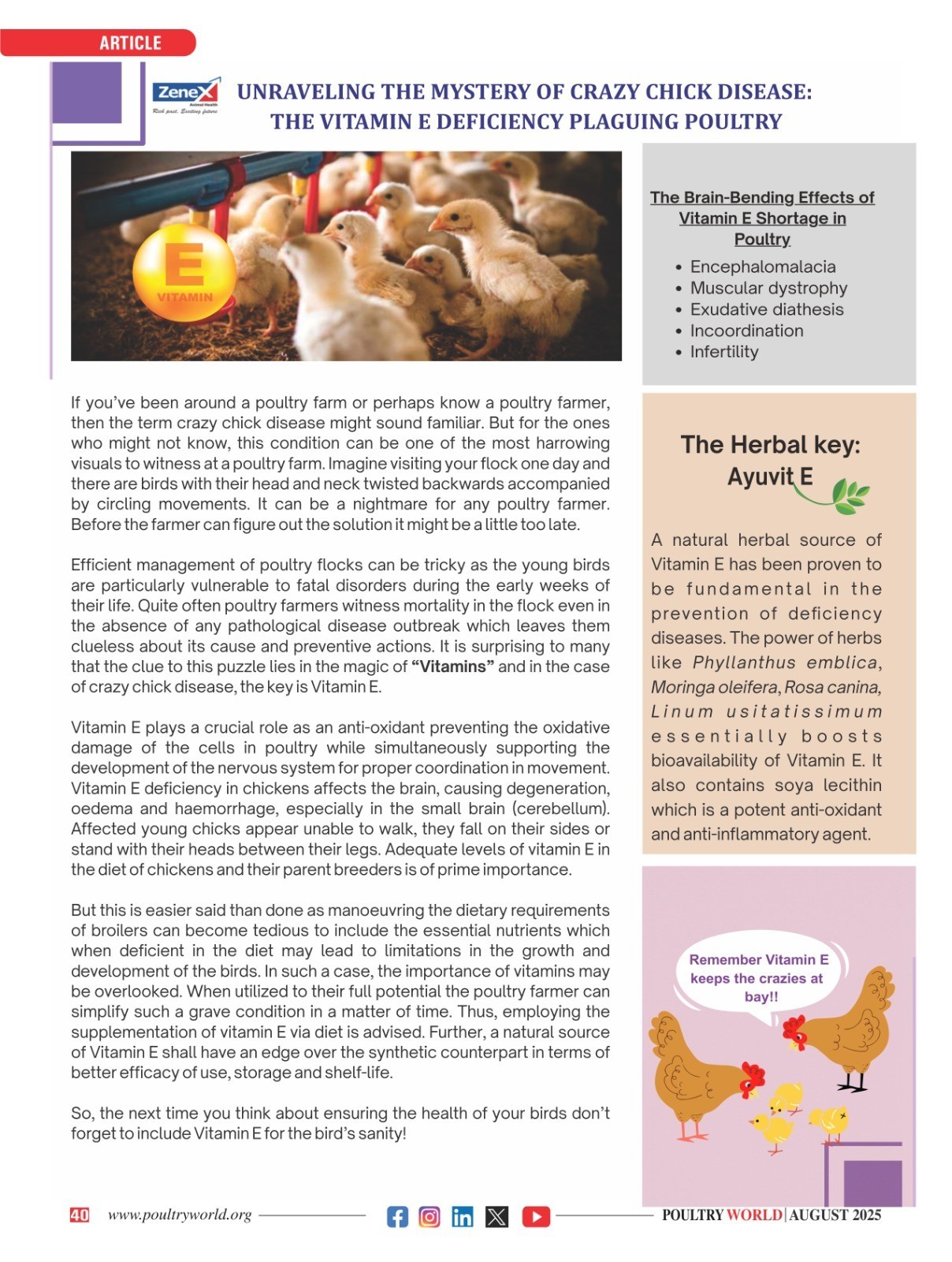 Unraveling The Mystery Of Crazy Chick Disease