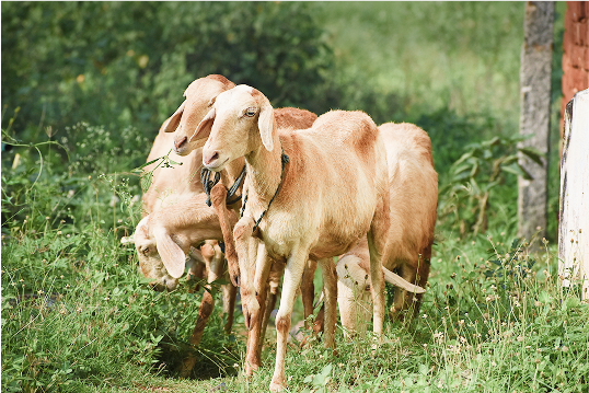 https://www.zenexah.com/wp-content/uploads/2025/08/Zenex-goats-1.png