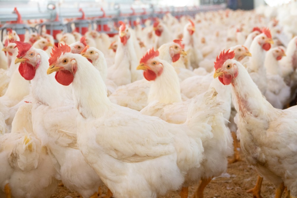 https://www.zenexah.com/wp-content/uploads/2025/08/Zenex-hens-4.jpg