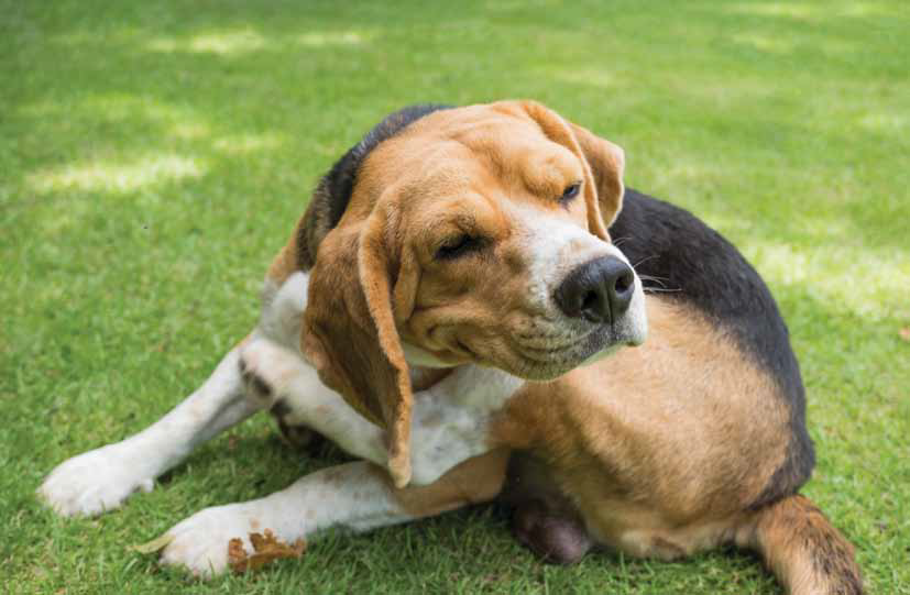 Atopic Dermatitis in Canines