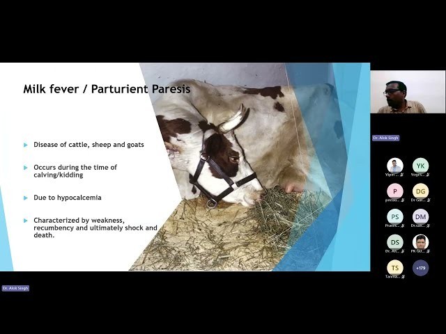 Milk Fever and Metabolic Disorders in Dairy Cattle – A